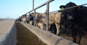 Cattle in pen