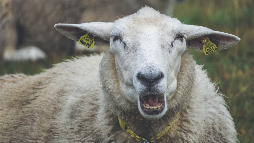 ewe with an open mouth