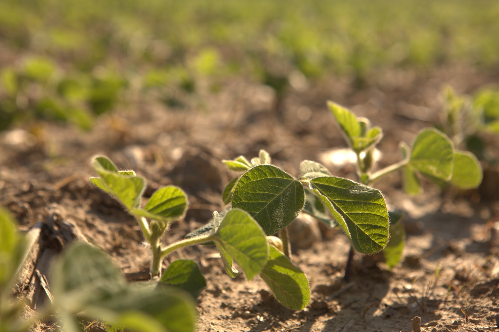 Farmers Need Insecticide Efficacy and Flexibility