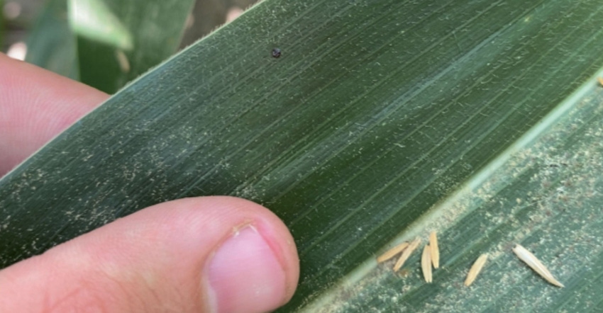 Small dot of tar spot on a corn plant