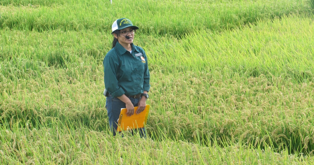 California rice workshops address weedy rice and variety trials