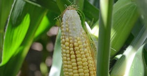 ear of corn with aborted tip kernels