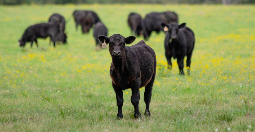 Angus calf in front of herd in spring pasture 