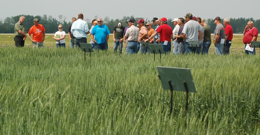 attendees standing in a wheat field during a UM wheat trial