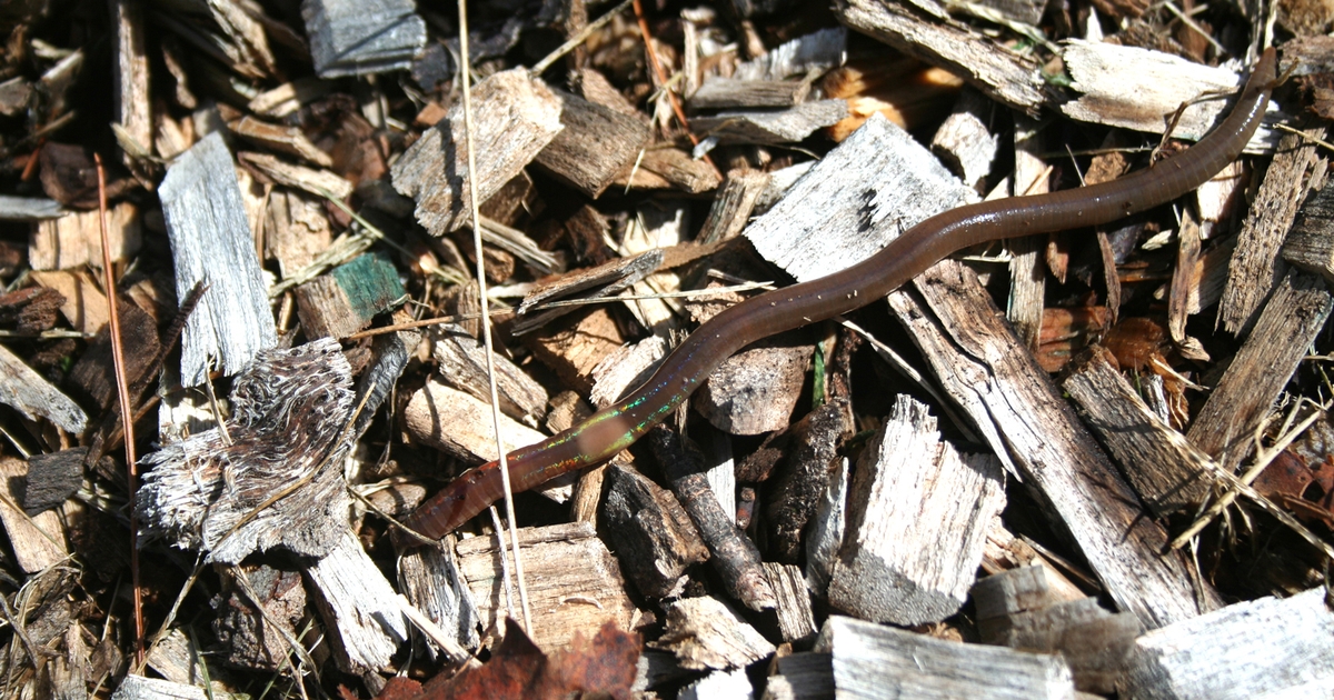 Minnesota warns of invasive jumping worms in soil, mulch