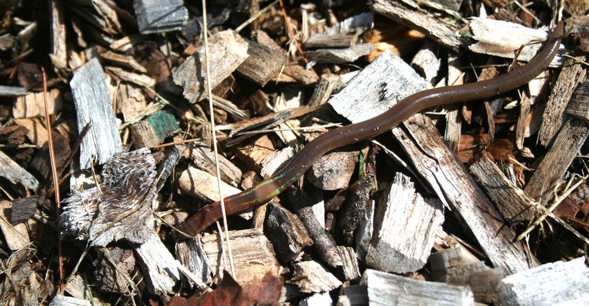 jumping worm on top of mulch