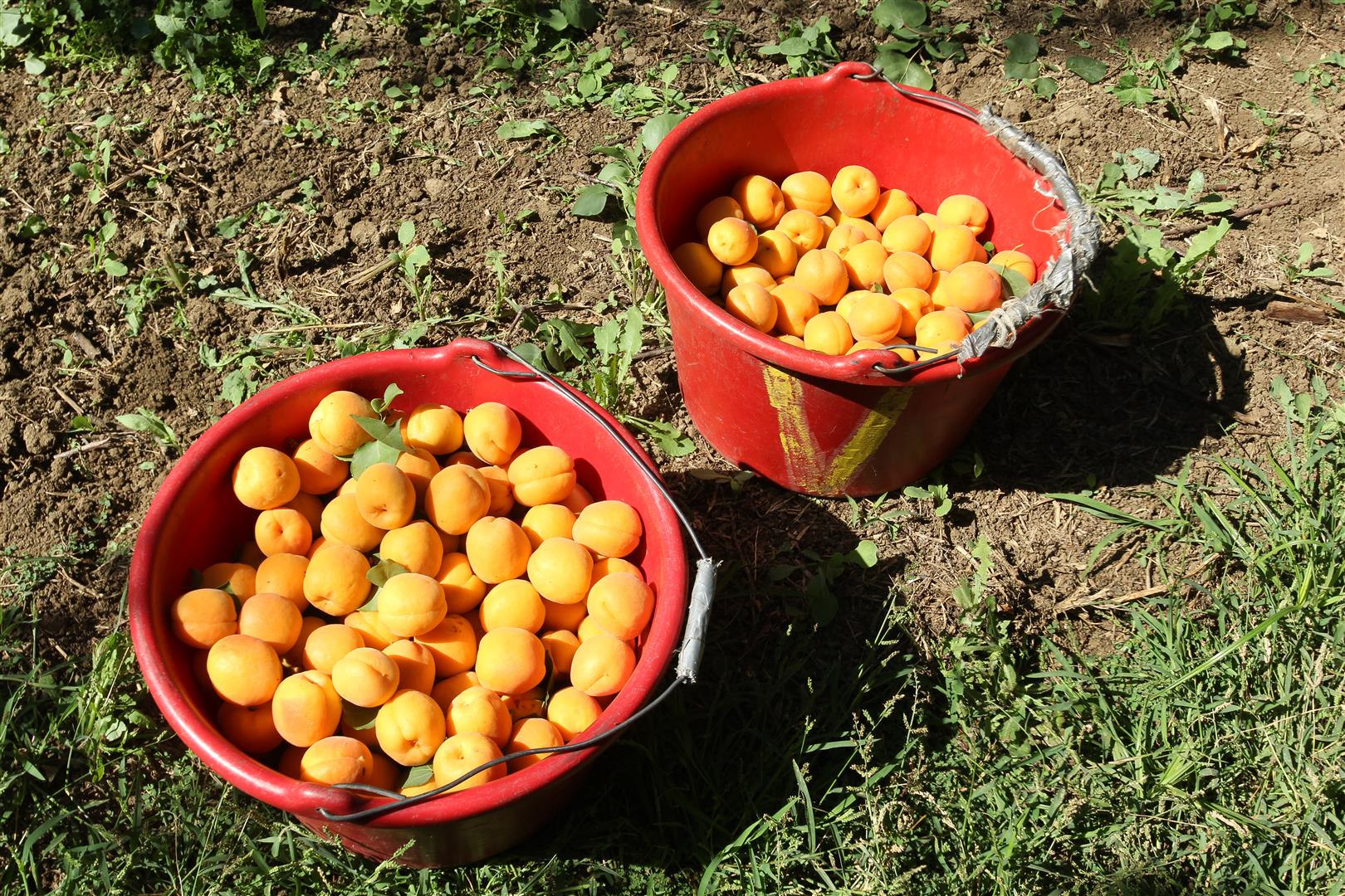 Japan's Dried Apricot Market Report 2024 - Prices, Size, Forecast, and  Companies