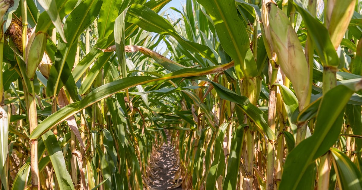 USDA launches data modernization pilot to improve crop reports