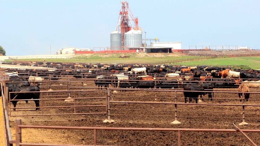 large number of cattle fenced in feedlot