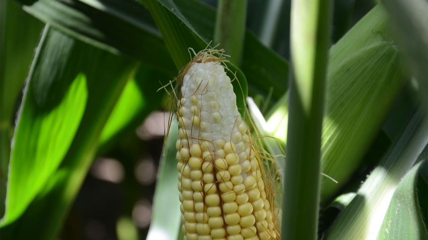 A close up of an ear of corn with missing kernels at the top A close up of an ear of corn with missing kernels at the top