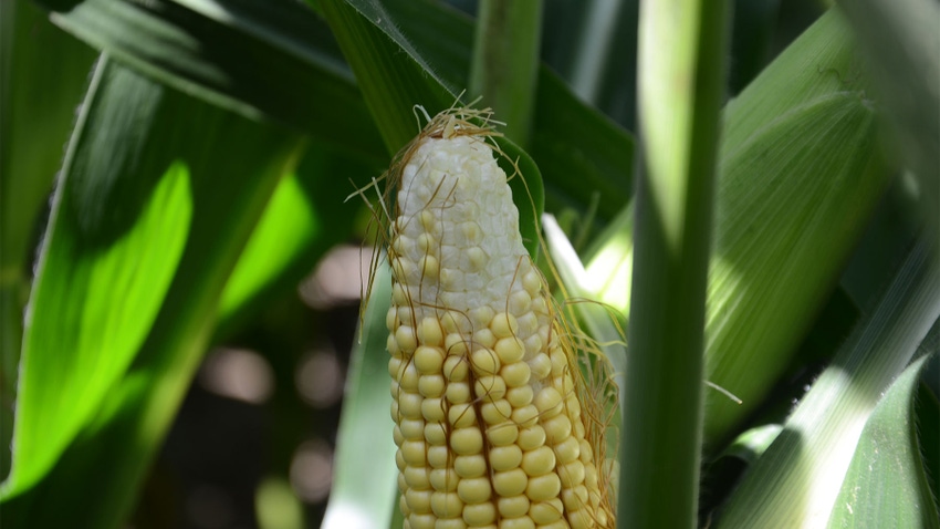  A close up of an ear of corn with missing kernels at the top