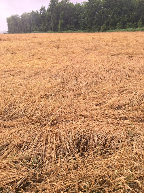 wheat-field-in-sherrill_51237037635_o.jpg