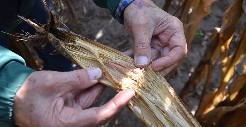 stalk rot in corn