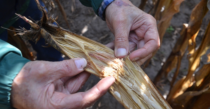 stalk rot in corn stalk rot in corn