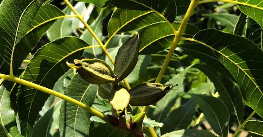 June-pecan-photo-wells-a.jpg