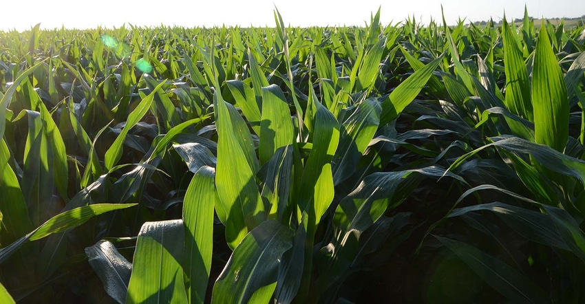 01215603A-healthy-corn-SIZED.jpg 01215603A-healthy-corn-SIZED.jpg