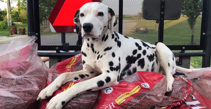 Maggie Maye the Dalmatian lying on bags of mulch