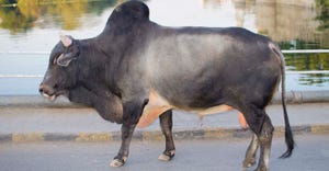 Zebu Cow with hump on back