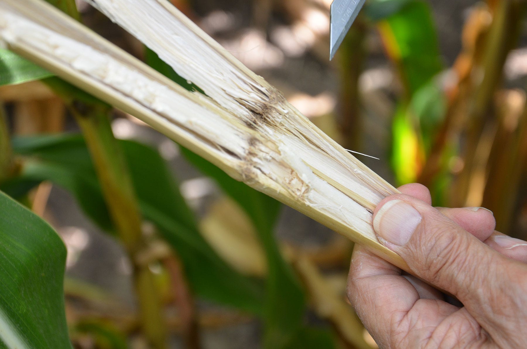 hand holding cornstalk split in half hand holding cornstalk split in half