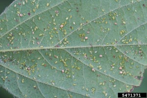 soybean-aphids-5471371-SMPT.jpg