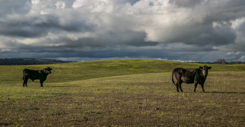 Cattle in drought stricken field