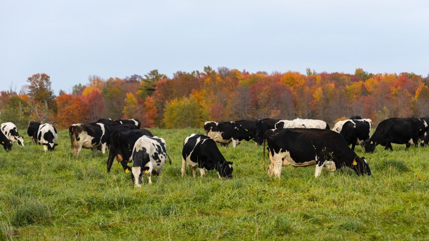 Holstein dairy cows in a pasture with fall trees in the background