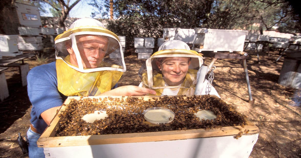 Seeking insurance pollinators for backup role to honey bees | Farm Progress