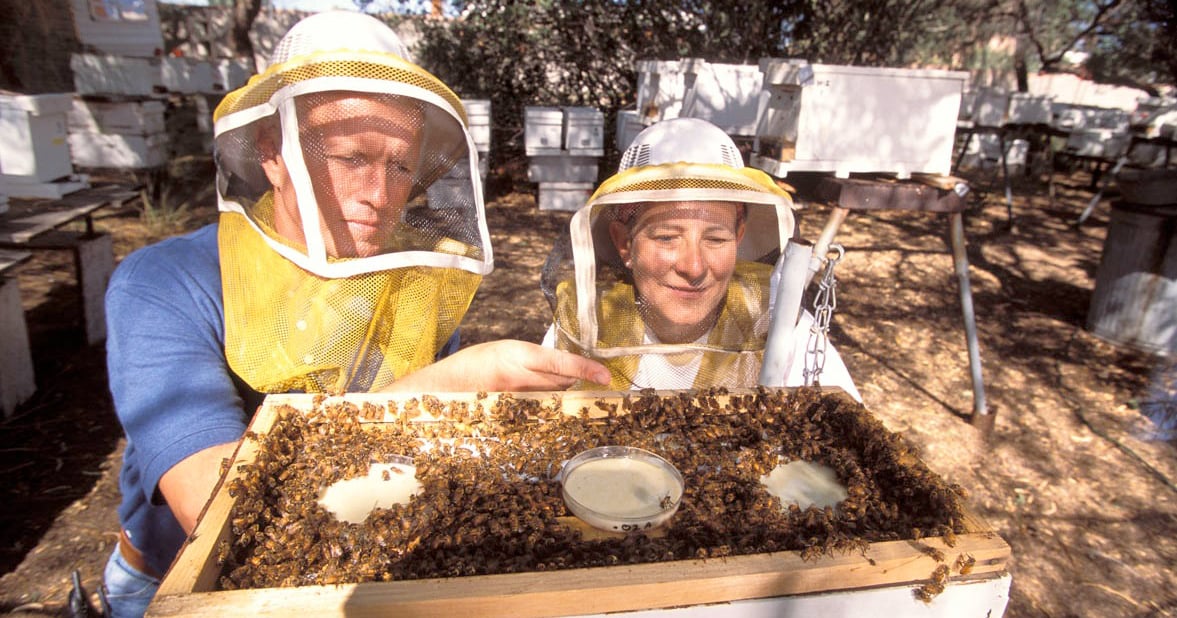 Bees Insurance Seeking insurance pollinators for backup role to honey bees | Farm Progress