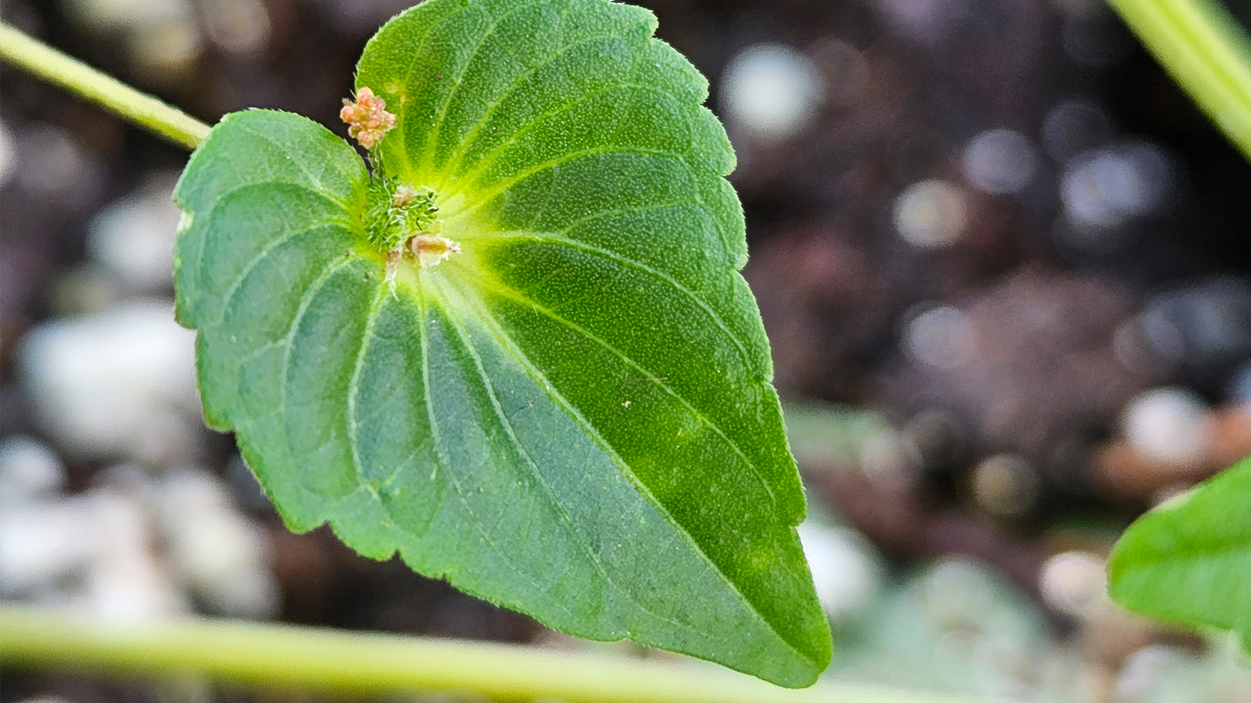Asian copperleaf has heart-shaped bracts that surround the flower structures 