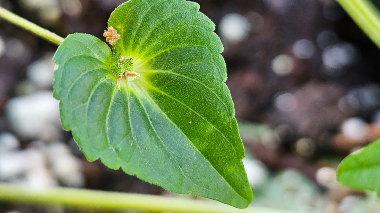 Asian copperleaf has heart-shaped bracts that surround the flower structures