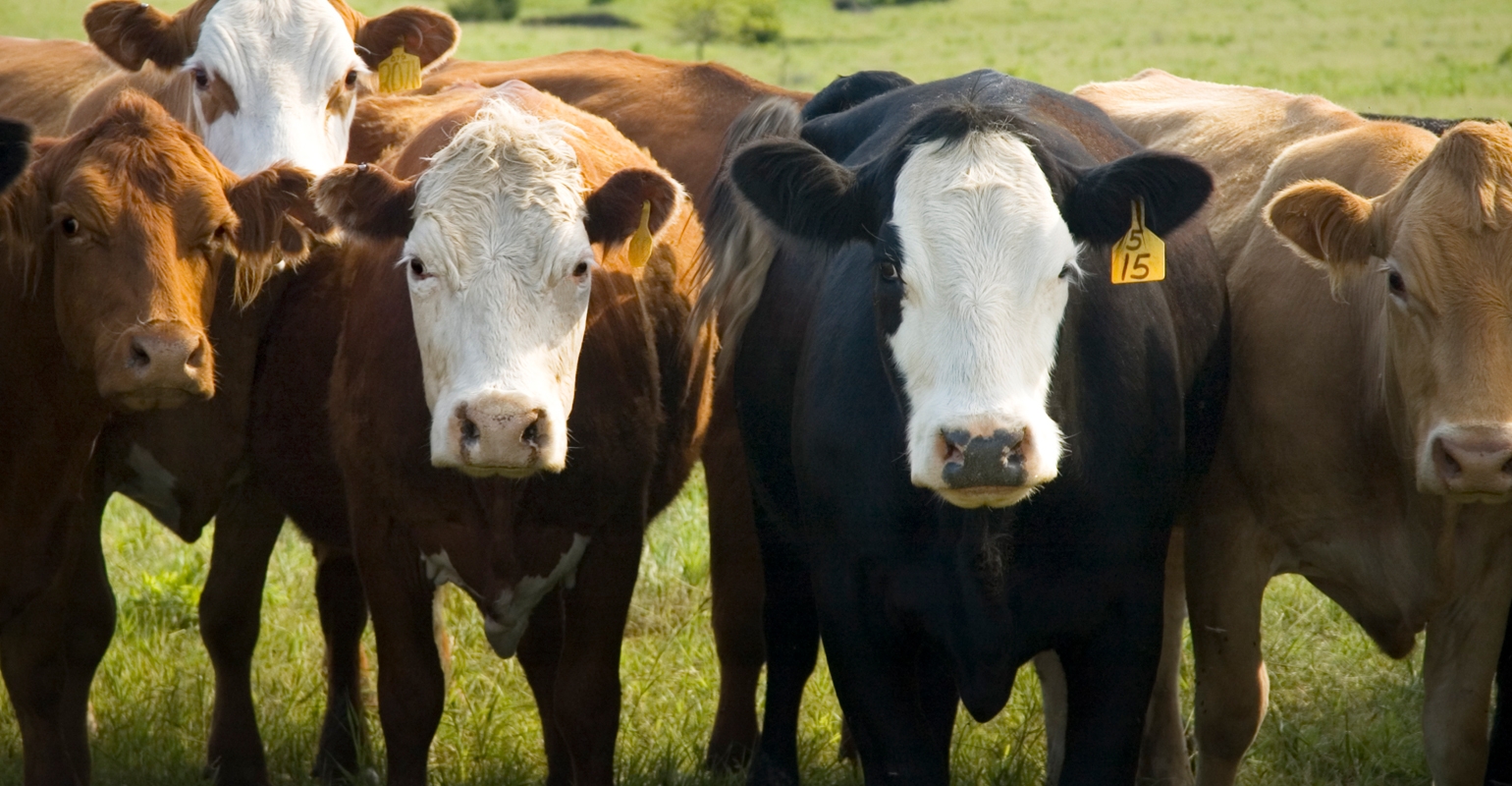 Changes In Dairy Industry Create Opportunity In Dairy-beef Production