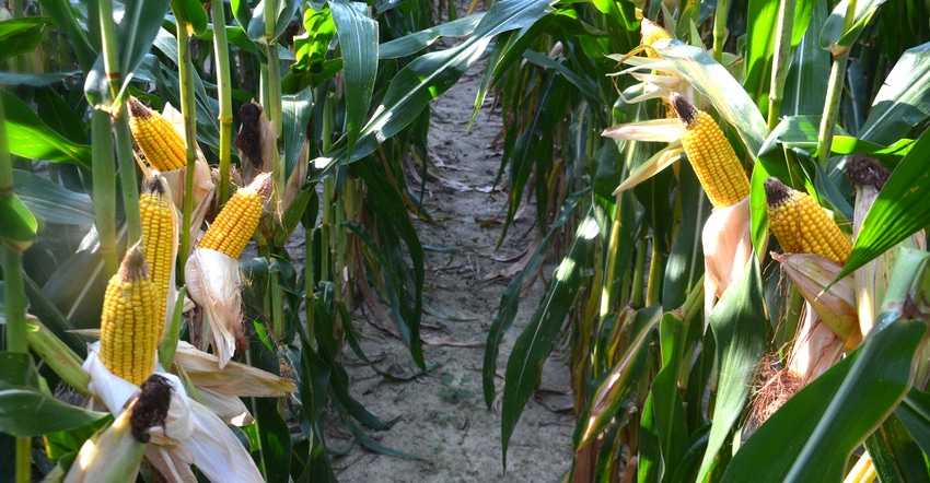 ears of corn shown in cornfield