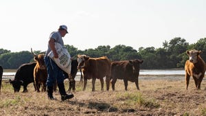 feeding cattle