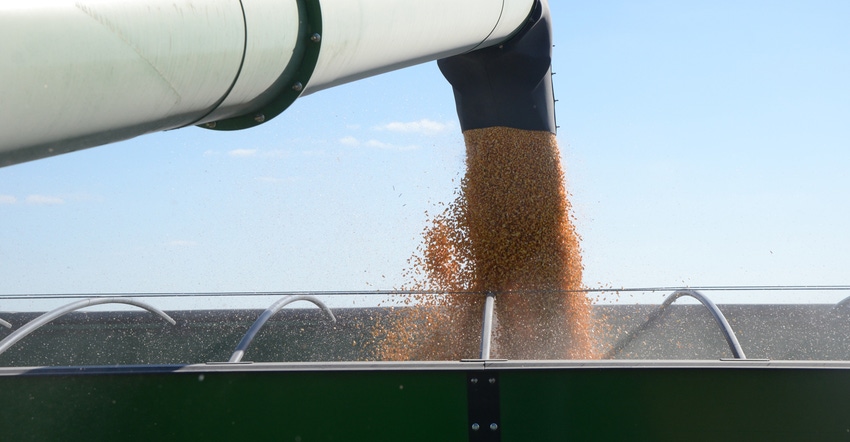 grain auger dispensing corn kernels inot back of tractor