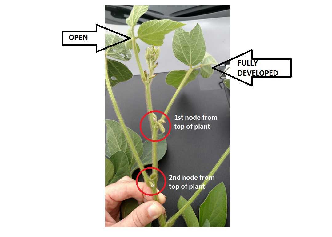 Are crops catching up?