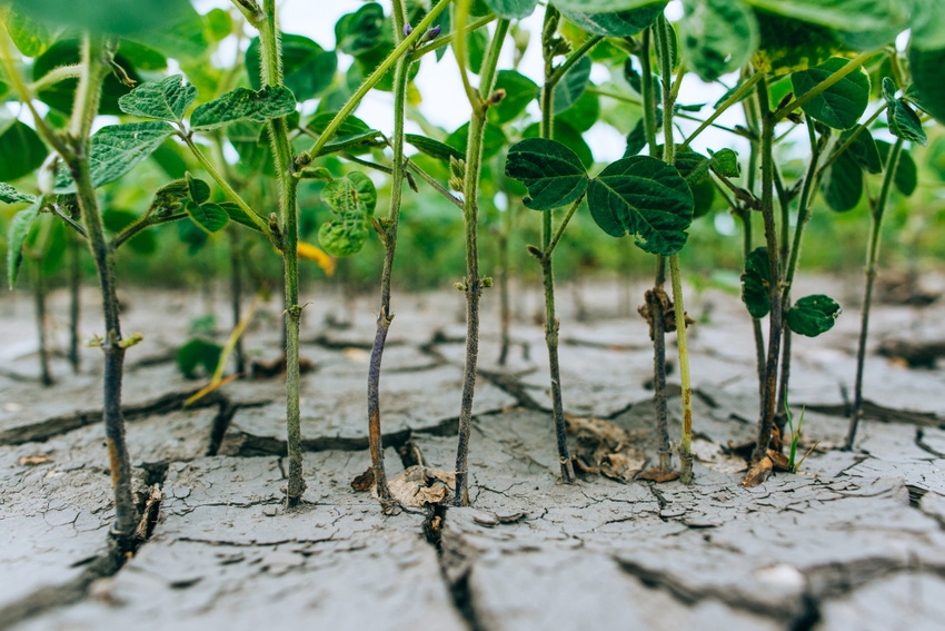7-06-21 drough stressed soybeans GettyImages-695065124.jpg 7-06-21 drough stressed soybeans GettyImages-695065124.jpg