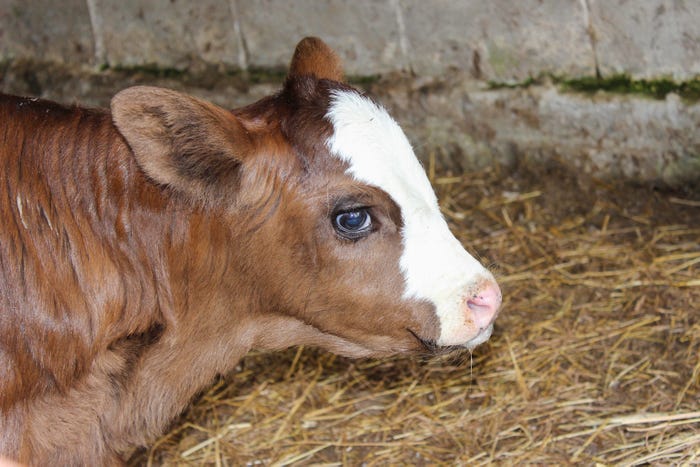 Close up of a baby calf on a bed of hay
