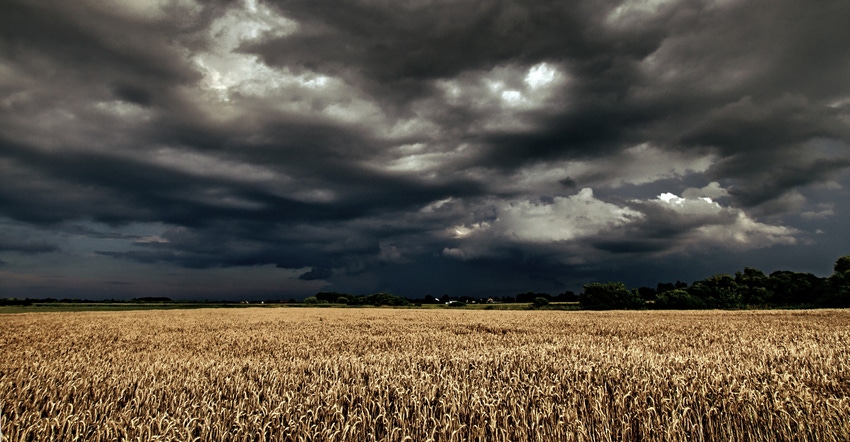 Dark rain clouds over a wheat field