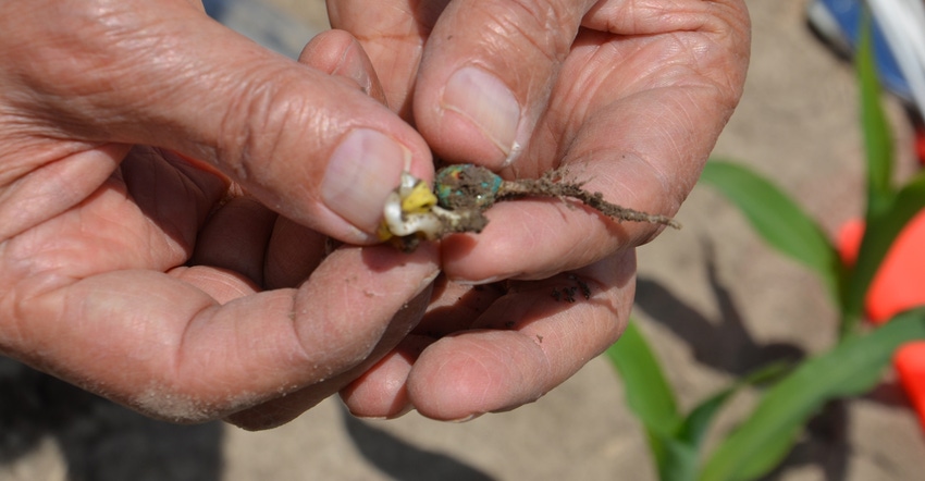 Dave Nanda holding corn seed that began germinating but something prevented the coleoptile from emerging normally
