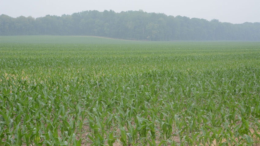 A cornfield with a smoky fog in the air
