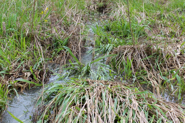 Drainage ditch in the vegetation
