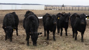 4 black cattle in pen