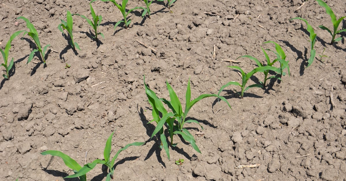 New study shows skips hurt corn yields the most