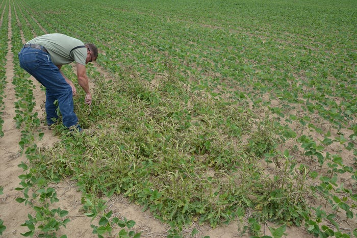 man bending over, checking young soybean plants growing in a field next to a patch of thistles