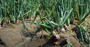 onion-agrilife.jpg