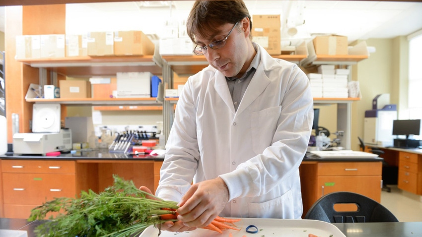 Massimo Iorizzo examining carrots