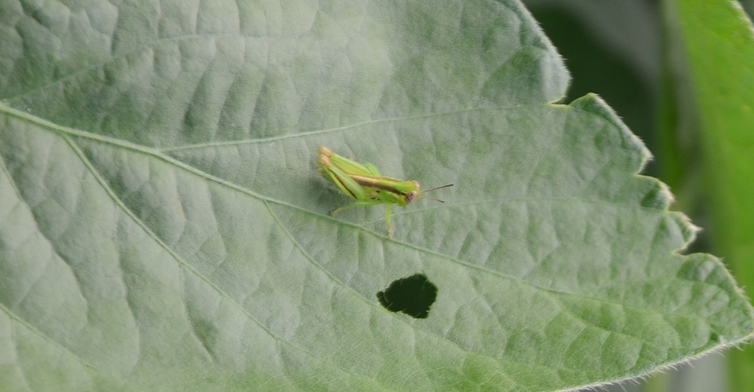 grasshopper resting on soybean leaf