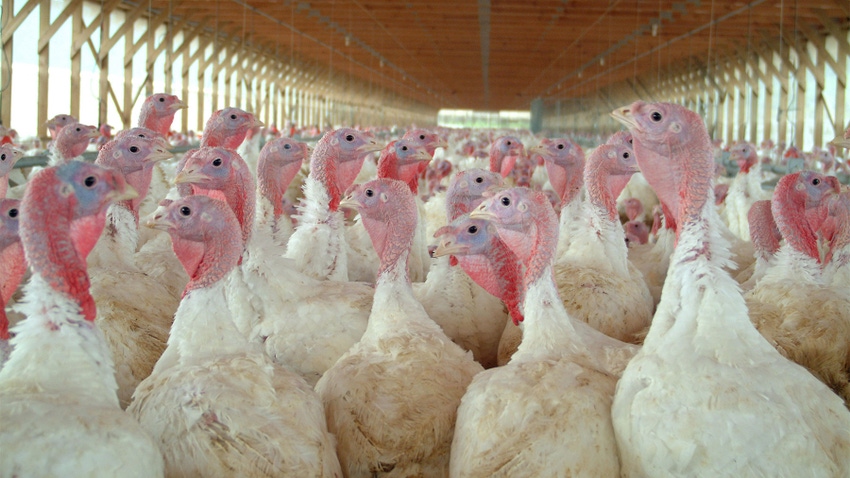 Group of turkeys on a farm
