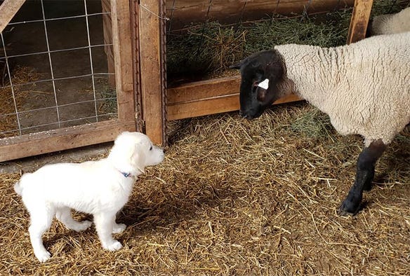 a puppu named Freedom Belle with a sheep