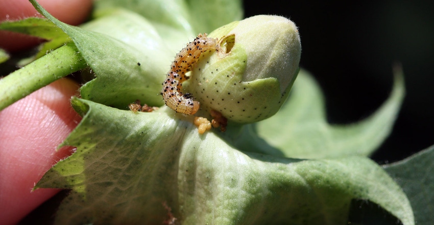 bollworm-cotton-scott-stewart-utenn.jpg bollworm-cotton-scott-stewart-utenn.jpg
